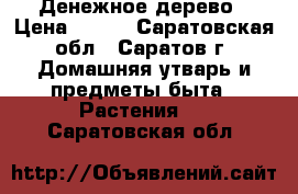 Денежное дерево › Цена ­ 300 - Саратовская обл., Саратов г. Домашняя утварь и предметы быта » Растения   . Саратовская обл.